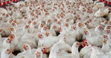 ৭ দফা দাবি না মানলে শনিবার থেকে মুরগি–ডিম উৎপাদন বন্ধ: বিপিএ