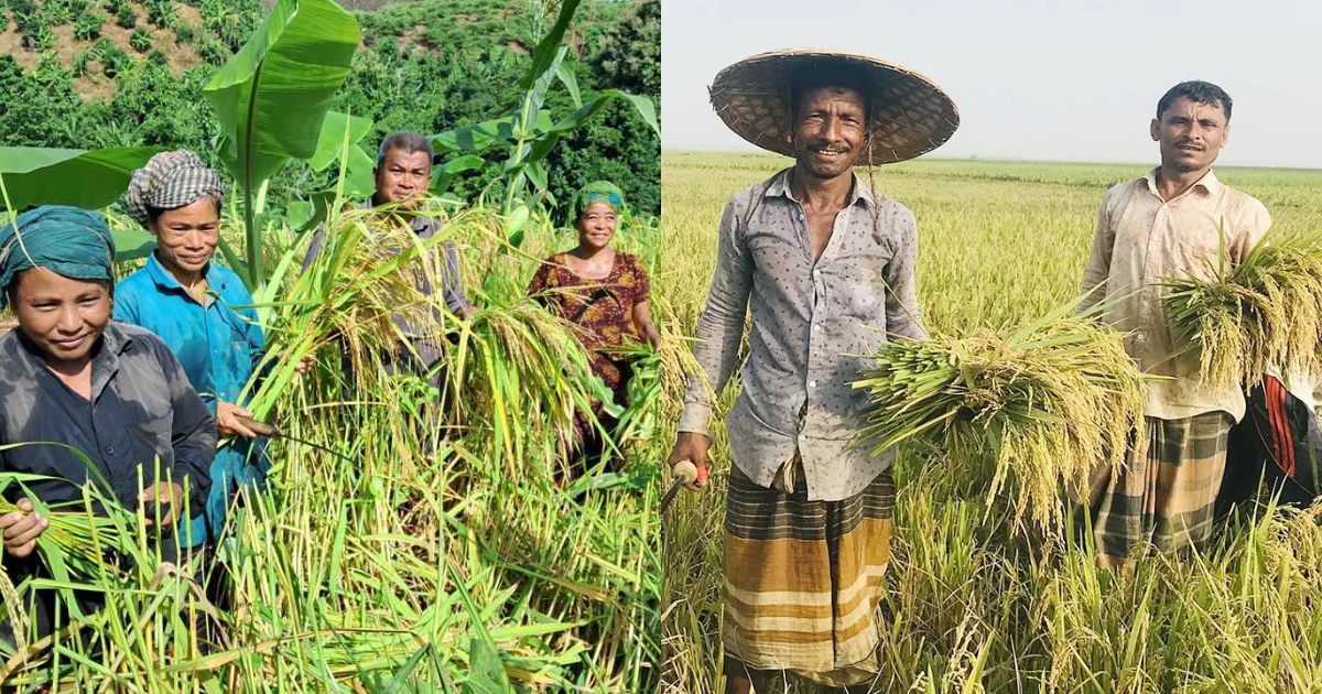 দীঘিনালায় হেমন্তের সোনালি ঋতু : কার্তিক মাসে কৃষকের মুখে হাসি