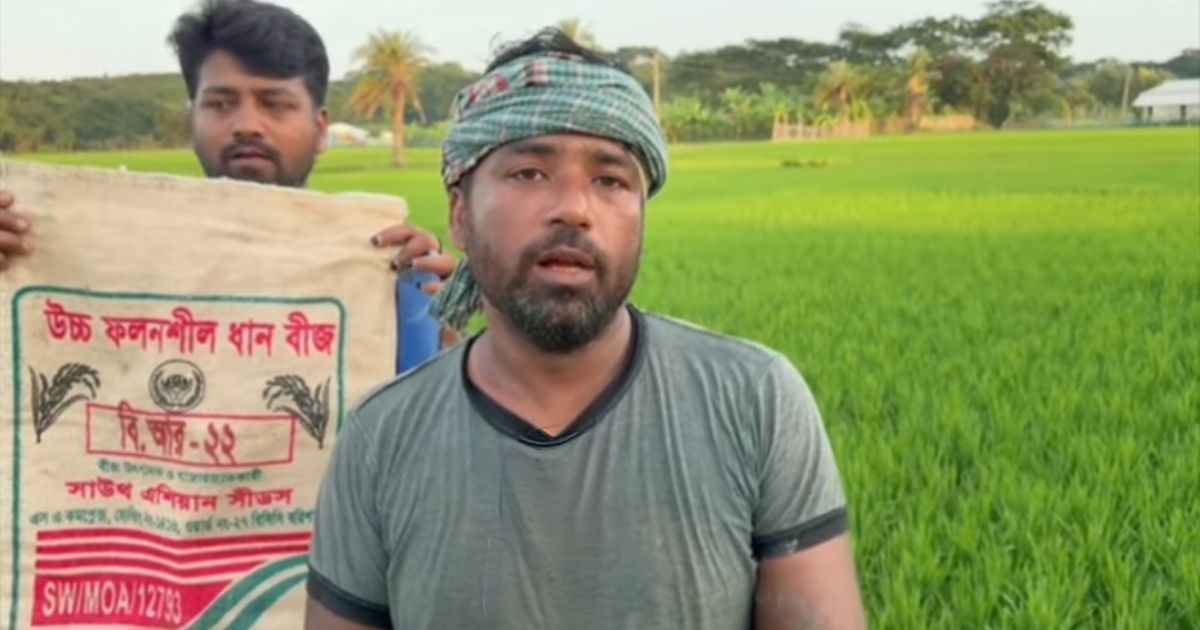 নিম্নমানের বীজে শত শত একর জমির ধান নষ্ট