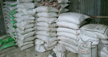 সারে কৃত্রিম সংকট, আলু চাষে খরচ বাড়ছে মুন্সিগঞ্জে