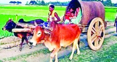 হারিয়ে গেছে ঐতিহ্যের গরুর গাড়ি