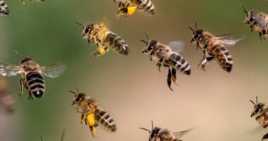 মুন্সিগঞ্জে বিদ্যালয়ে মৌমাছির হামলায় ১০ শিক্ষার্থী আহত