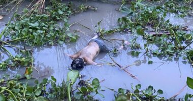 গোসল করতে নেমে নিখোঁজ, তিন দিন পর নদীতে মিলল শিশুর লাশ