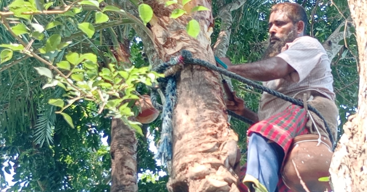 নলডাঙ্গায় খেজুর গাছের রস সংগ্রহে ব্যস্ত সময় পার করছে গাছিরা