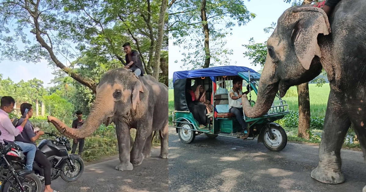 মহাসড়কে হাতি দিয়ে চাঁদাবাজি, অতিষ্ঠ চালক-যাত্রী
