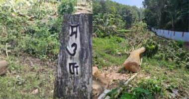 বান্দরবানে সড়ক বিভাগের পঞ্চাশ বছরের পুরোনো গাছ কাটে ফেলার,অভিযোগ জামায়াত নেতা বাচ্চুর বিরুদ্ধে