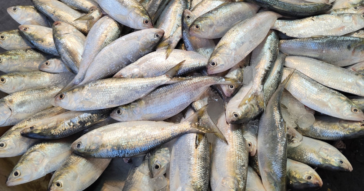 জাটকা ইলিশ রক্ষায় ৮ মাসব্যাপী নিষেধাজ্ঞা শুরু ,উৎপাদন বাড়াতে কঠোর নজরদারি 