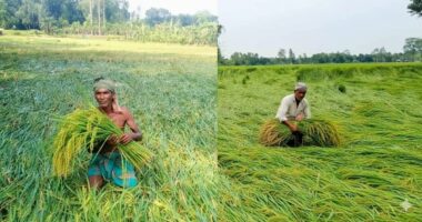 টানা প্রবল বৃষ্টিতে আমন ধানের ব্যাপক ক্ষতি, কৃষকরা দুশ্চিন্তায়
