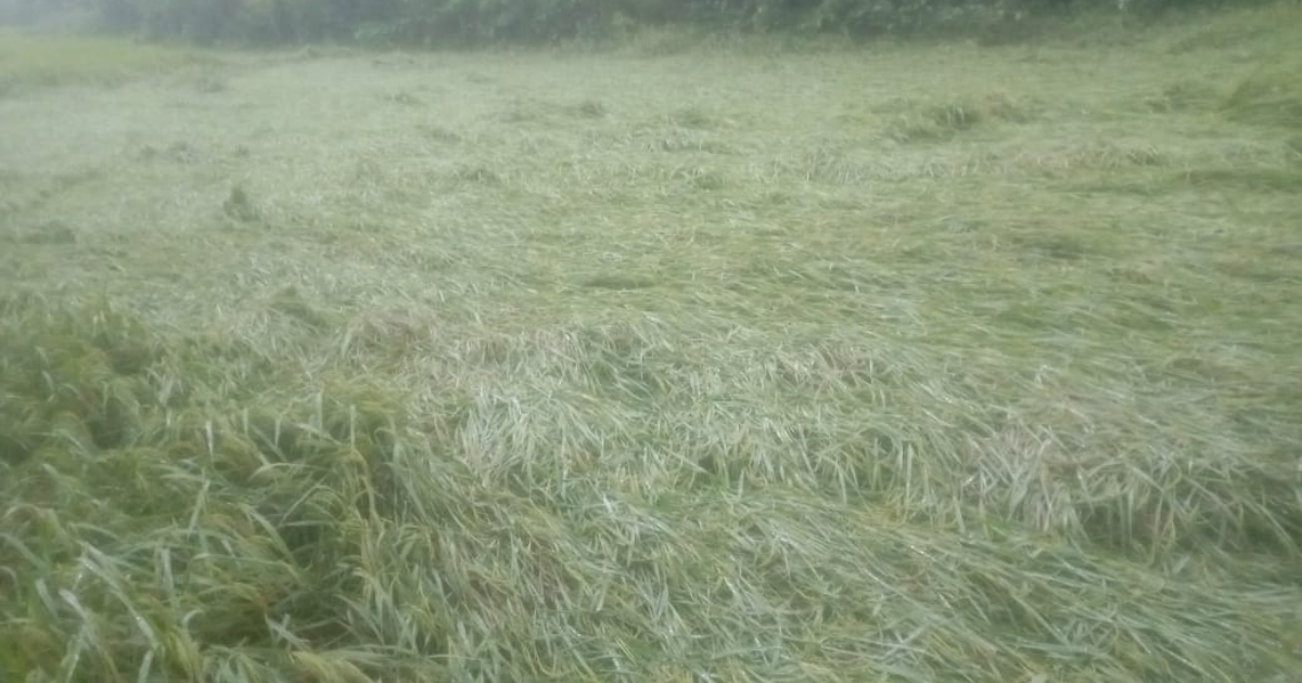 টানা বৃষ্টিতে মাটিতে শুয়ে পড়েছে ধান, দুশ্চিন্তায় মধুপুরের কৃষকরা