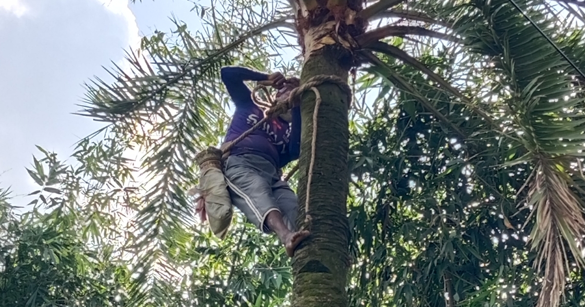 শীতের আগমনী বার্তা, খেজুরের রস সংগ্রহে ব্যস্ত গাছিরা