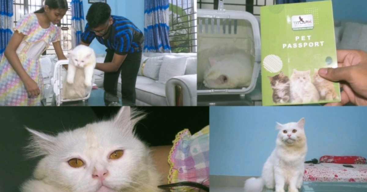 ছোট শহরের ঘর থেকে রোমের পথে,পোষা বিড়াল ক্যান্ডির রোমাঞ্চকর যাত্রা