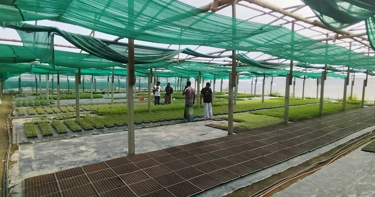 চারা উৎপাদনে সাফল্যের গল্প : সিংগাইরের বিকাশ এখন তরুণদের অনুকরণীয় উদাহরণ