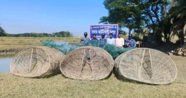 মনপুরায় মেঘনায় যৌথ অভিযানে পাঙ্গাশ পোনা ধ্বংসকারী তিনটি চাই জব্দ