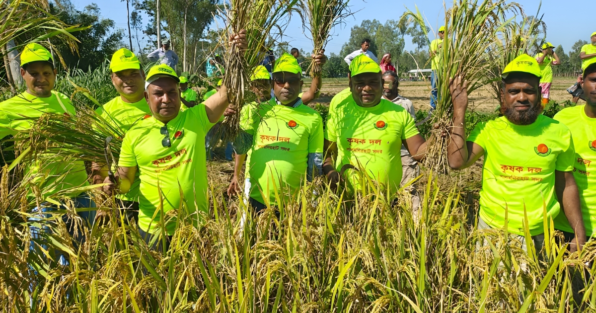 লালমনিরহাটে অসহায় কৃষকের ৩.১৫ একর জমির ধান কেটে দিলেন কৃষকদল