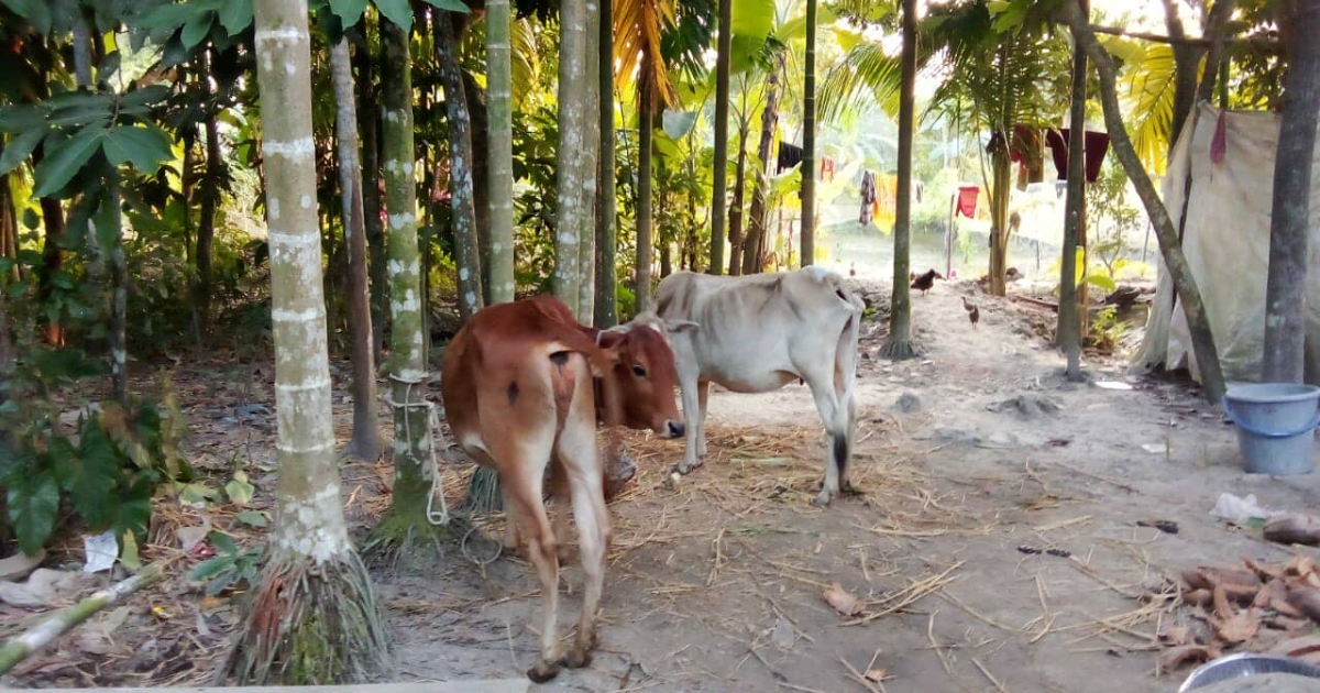 পাওনা টাকা আদায়ে কৃষকের গরু ছিনিয়ে নিলেন জামায়াত নেতা