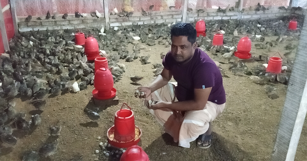 কোয়েল পাখির খামারে যুবকের ভাগ্য বদল