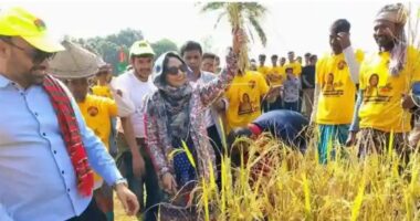 ধান কেটে কৃষকের ঘরে তুলে দিলেন নাটোর  বিএনপি মনোনীত প্রার্থী ধানের শীষের প্রার্থী ফারজানা শারমিন পুতুল