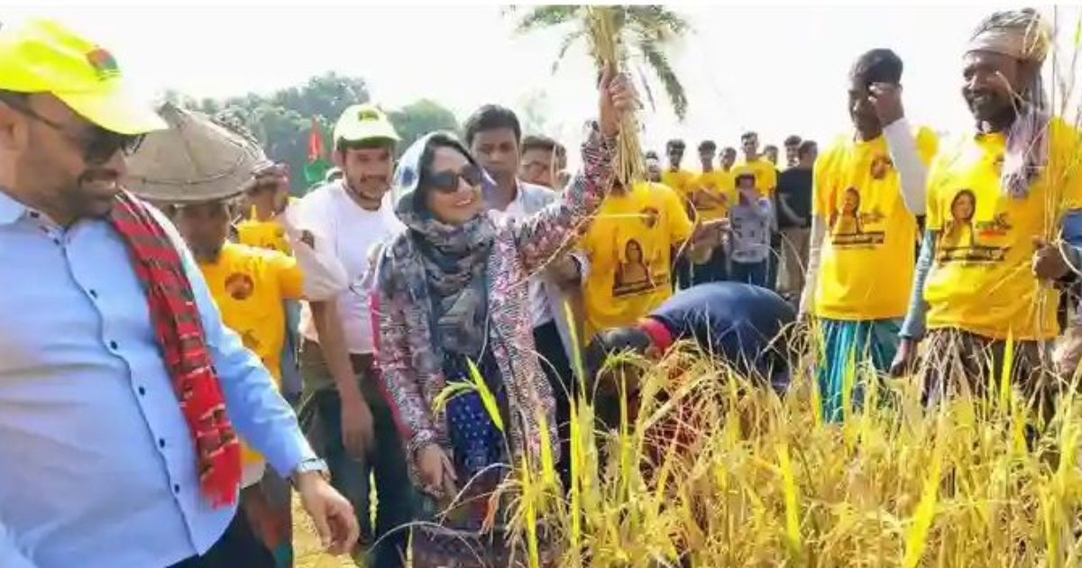 ধান কেটে কৃষকের ঘরে তুলে দিলেন নাটোর  বিএনপি মনোনীত প্রার্থী ধানের শীষের প্রার্থী ফারজানা শারমিন পুতুল