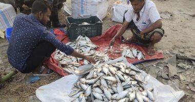 সরকারি নিষেধাজ্ঞা অমান্য করে সাগর ও নদীতে জাটকা শিকার প্রশাসনের অভিযান ‘দায়সারা’, দাদন ব্যবসায়ীদের প্রভাবের অভিযোগ