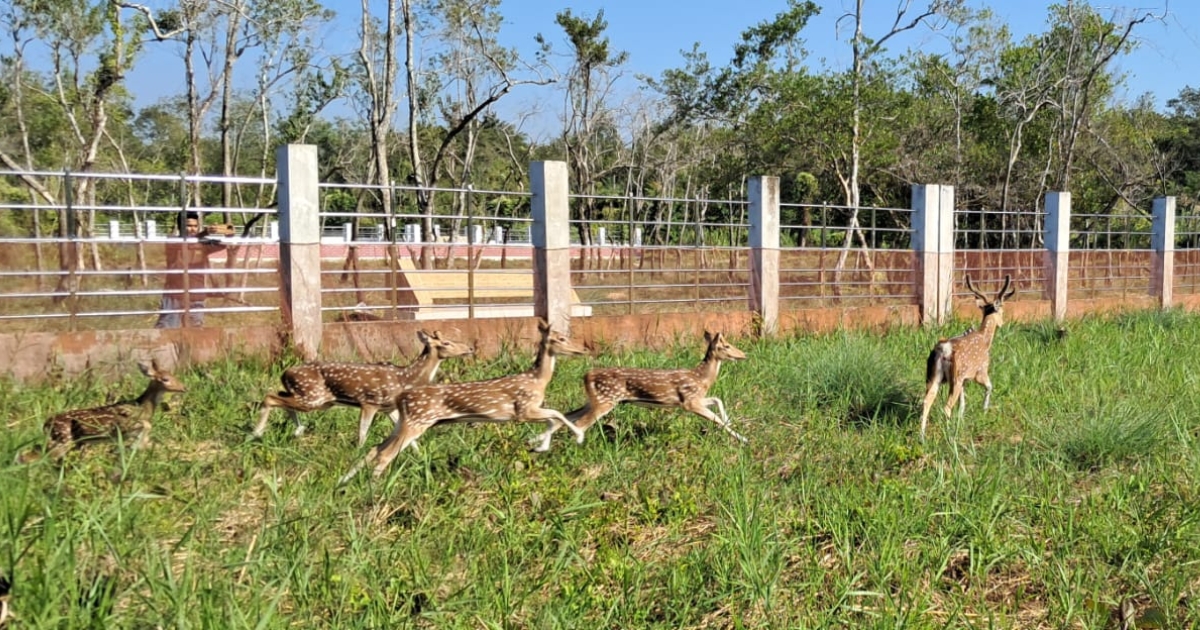 হরিণ অবমুক্তির মধ্য দিয়ে খুলে গেল আলীবান্দা ইকো-ট্যুরিজম কেন্দ্র