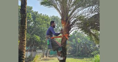 শীতের স্নিগ্ধতায় গ্রামীণ জনপদে খেজুরের রস সংগ্রহে ব্যস্ত গাছিরা