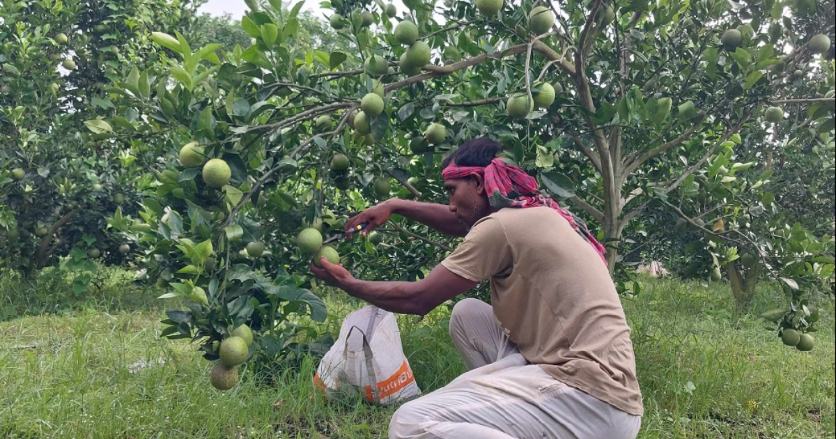 মেহেরপুরে ৫ যুবকের মালটা চাষে সাফলতা
