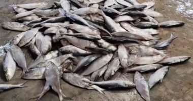 পটুয়াখালীতে যাত্রীবাহী বাস থেকে প্রায় ৩৫ মন জাটকা ইলিশ জব্দ, ৬ বাস চালককে জরিমানা