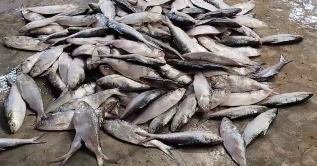 পটুয়াখালীতে যাত্রীবাহী বাস থেকে প্রায় ৩৫ মন জাটকা ইলিশ জব্দ, ৬ বাস চালককে জরিমানা