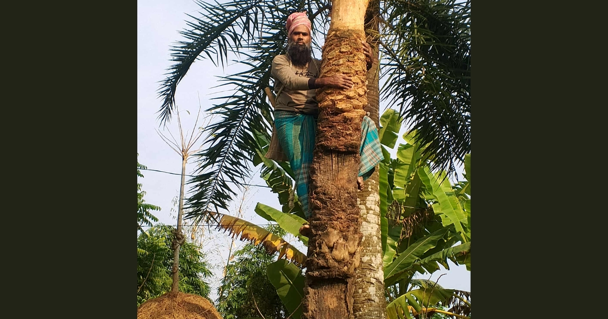 বিলুপ্তির পথে খেজুর গাছ, কমছে রসের স্বাদ