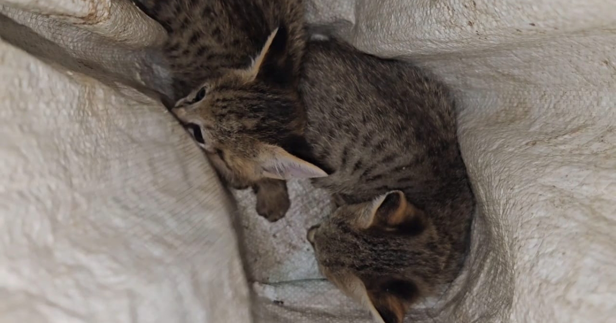 বনে ফিরলো বিরল মেছো বিড়ালের দুই ছানা