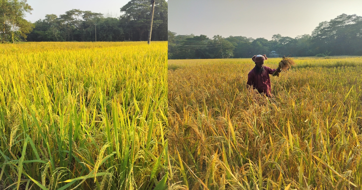 আমতলীতে আমন ধানের বাম্পার ফলনে কৃষকের মুখে হাসি