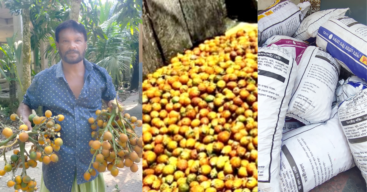 ২৩০০ কোটি টাকার সুপারি উৎপাদনেও নেই কৃষি বিভাগে তদারকি, সরকারের সহযোগীতা চান চাষীরা