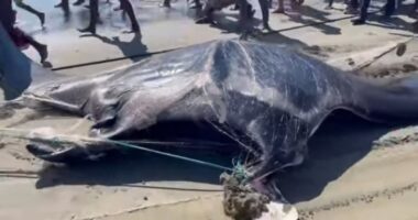 ১৫ মণ ওজনের 'সিং সোয়াইং' হাঙ্গর নিয়ে টেকনাফে কৌতূহল