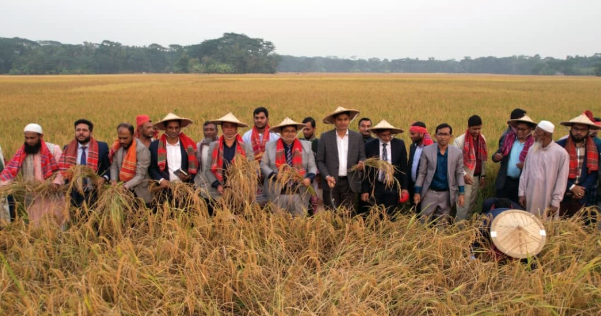 ভোলায় ঐতিহ্যবাহী ‘ধান কাটা ও নবান্ন উৎসব’ অনুষ্ঠিত