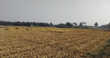 মুচলেকা অমান্য করে আমতলীতে কৃষকের জমির ধান কেটে নেওয়ার অভিযোগ