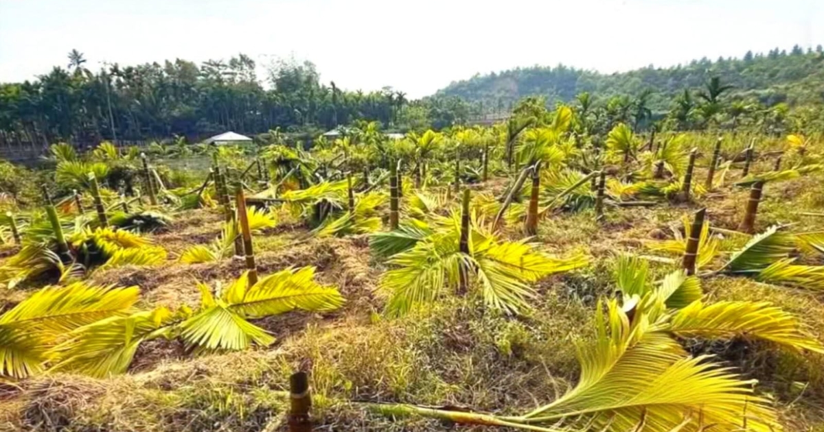 বিনা নোটিশে বন বিভাগের উচ্ছেদ অভিযান : দিশেহারা ধোয়াপালংয়ের প্রান্তিক কৃষকরা