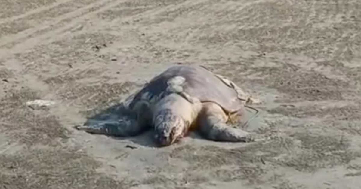 সেন্টমার্টিন সৈকতে বিপন্ন সামুদ্রিক কচ্ছপ: এক মাসে ৮টি মৃ/ত, ৩টি জীবিত উদ্ধার