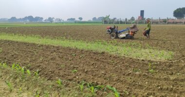 গাংনীতে শরিকানা জমি নিয়ে বিরোধের জেরে আড়াই বিঘা ভুট্টাক্ষেত বিনষ্ট