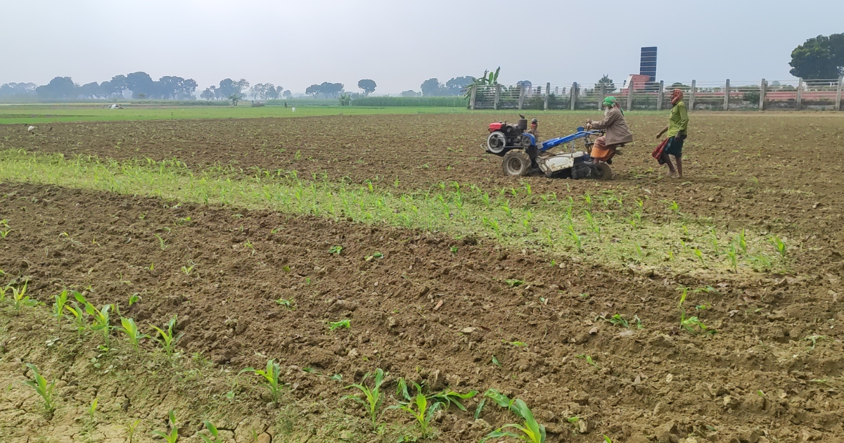গাংনীতে শরিকানা জমি নিয়ে বিরোধের জেরে আড়াই বিঘা ভুট্টাক্ষেত বিনষ্ট