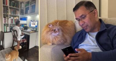 তারেক রহমানের সঙ্গে দেশে ফিরছে আদরের পোষা বিড়াল ‘জেবু’