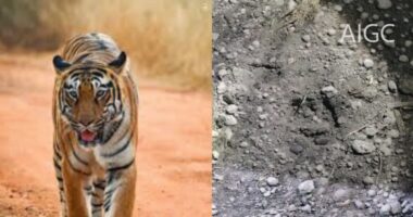 পাটগ্রাম সীমান্তে ভারত থেকে ঢুকেছে ৫টি চিতাবাঘ এলাকায় চরম আতঙ্ক