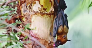 ভারতের পশ্চিমবঙ্গের নিপাহ ভাইরাসের ব্যাপক প্রাদুর্ভাব বাংলাদেশে বাড়ছে উদ্বেগ