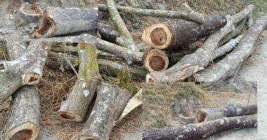 লালমোহনে এক অসহায় বিধবার ভোগদখলীয় জমি জবর দখলের চেষ্টা, ৫ টি রেন্টি গাছ কেটে নেওয়ার অভিযোগ