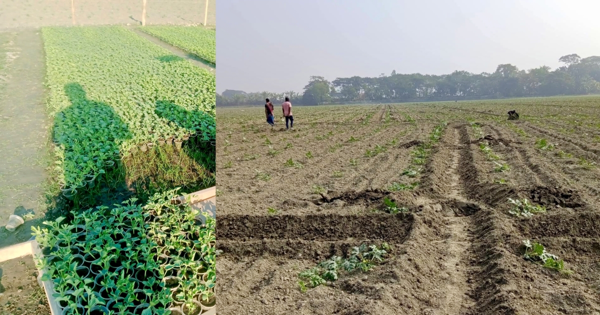 আমতলীতে তরমুজের আবাদ ছাড়ালো ৪ হাজার হেক্টর