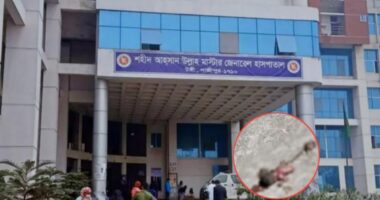 টঙ্গী সরকার হাসপাতালের ডাস্টবিনে নবজাতকের লাশ, কামরে খাচ্ছিল কুকুর