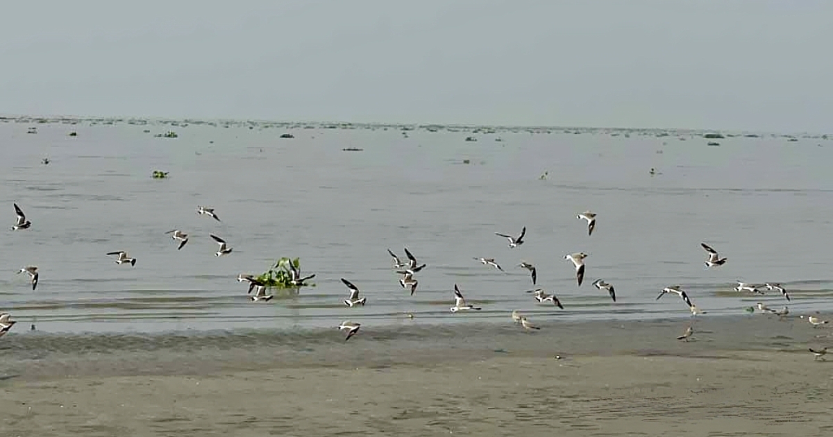 পায়রা-বিষখালী তীরের চরগুলোতে অতিথি পাখির উপস্থিতি কমছে