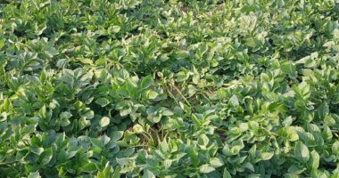 সার-বীজ-কীটনাশকের উচ্চ মূল্যে লোকসানে আলু চাষিরা