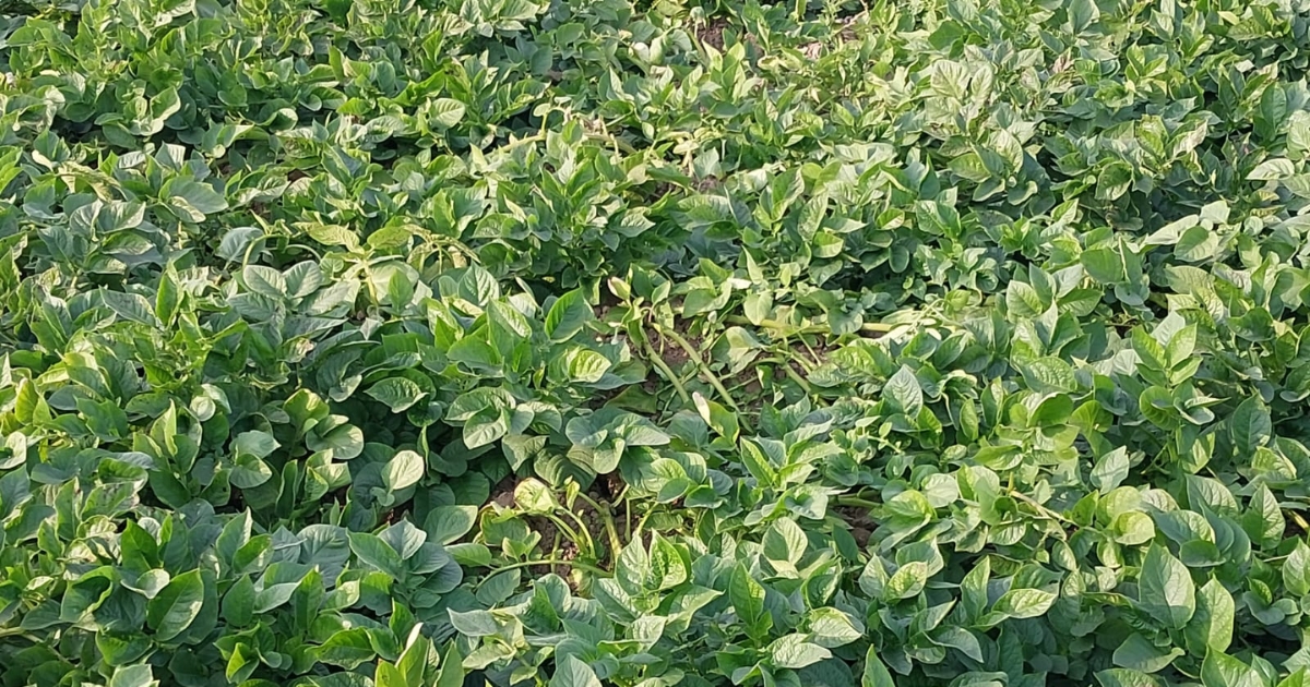 সার-বীজ-কীটনাশকের উচ্চ মূল্যে লোকসানে আলু চাষিরা