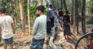 ইন্দুরকানীতে সরকারি রাস্তার পাশের গাছ কেটে নেওয়ার চেষ্টা, বন বিভাগের হস্তক্ষেপে গাছ কাটা বন্ধ