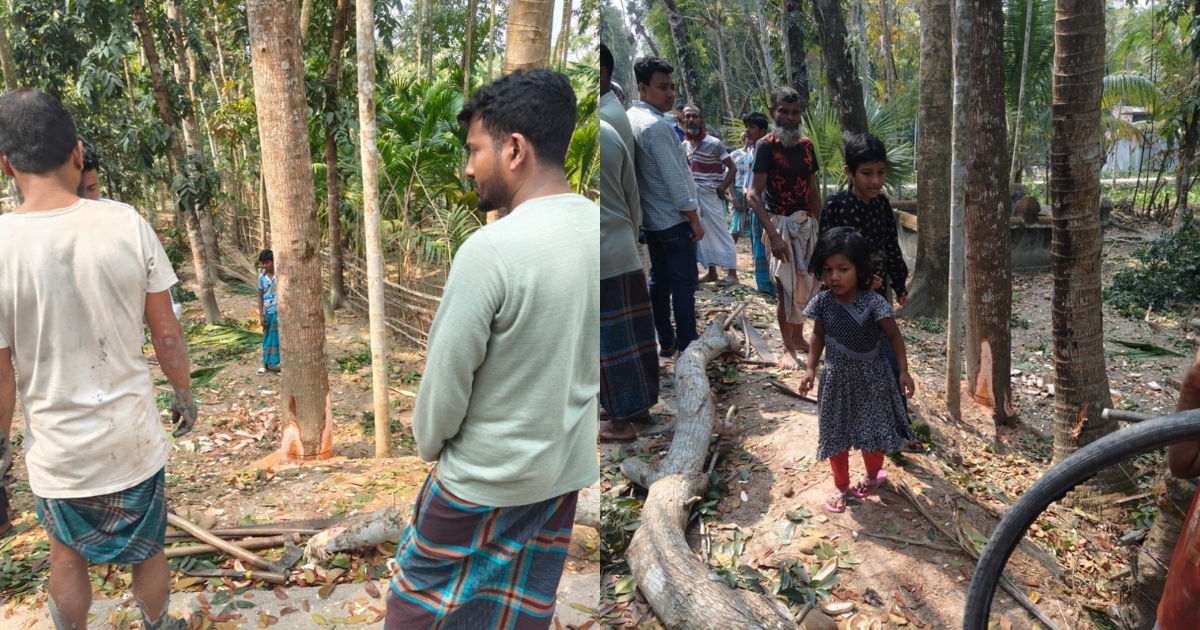 ইন্দুরকানীতে সরকারি রাস্তার পাশের গাছ কেটে নেওয়ার চেষ্টা, বন বিভাগের হস্তক্ষেপে গাছ কাটা বন্ধ